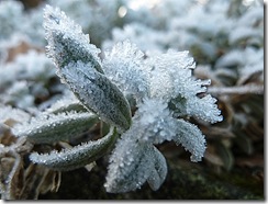 frosty bloom