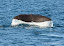 Sperm whale (Physeter macrocephalus)