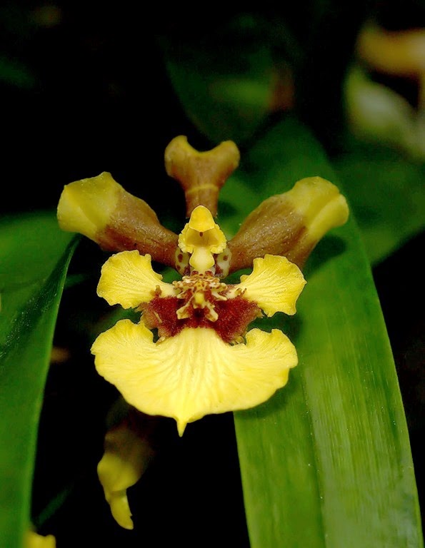 [OR%2520Gomesa_longipes%255B4%255D.jpg]