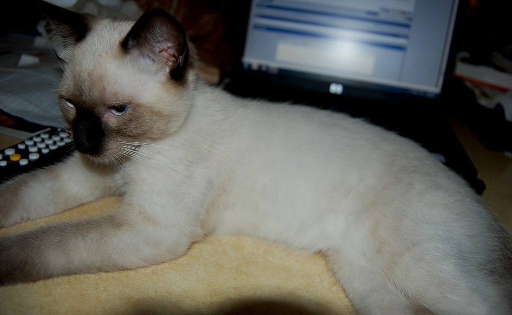 [catcomputer3.jpg]