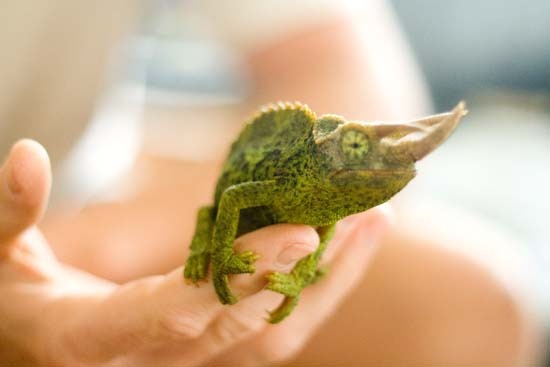1chameleon