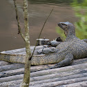 Malayan Water Monitor