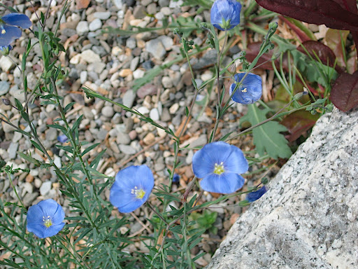 The pretty, clear blue flowers of flax (Linum sp.).