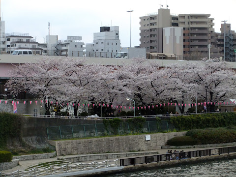 隅田川。余所よりちょっと遅くて、まだ6,7分咲き。花見OKなのに人の密度が低めなので、上野とかより全然快適だと思う。川沿いだからかちょっと寒かったけど