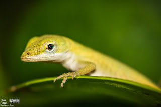 geckoHidingleaf-3 geckoHidingleaf-3