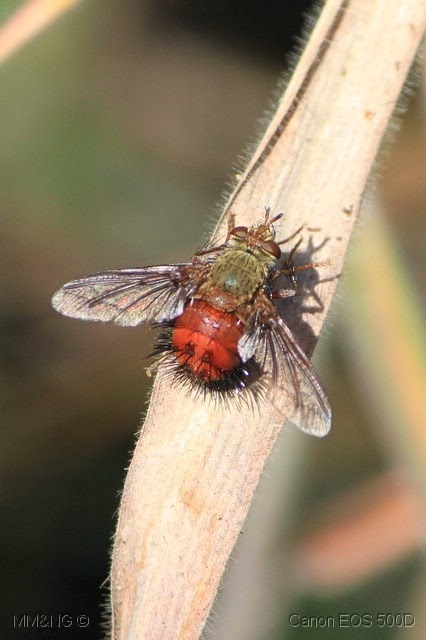 [73_Estrada_da_Morte_-_Mosca4.jpg]