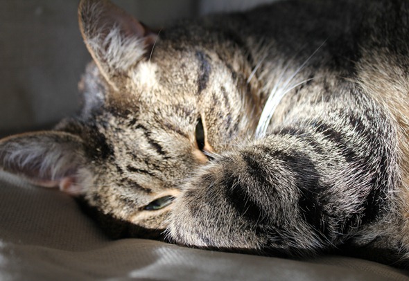 kitty (2)