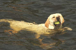 "Gracie" retrieving a tennis ball from the lake.