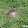 dsc06747.jpg