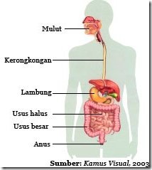 Fungsi alat pencernaan