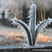 Martina Loftus - Frost.jpg