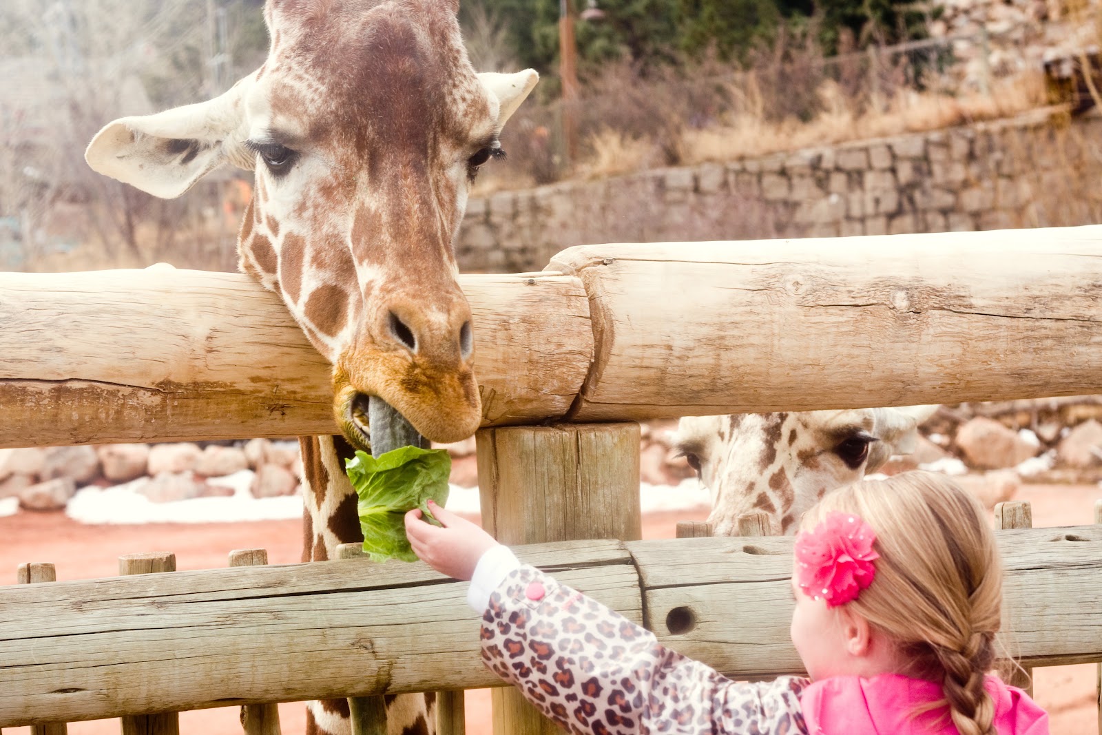 [03-28-13_soph-giraffe-44.jpg]