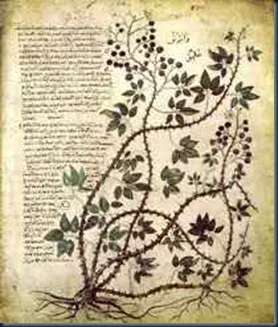 manuscrito_de_voynich