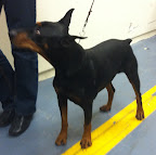 German Pinscher
