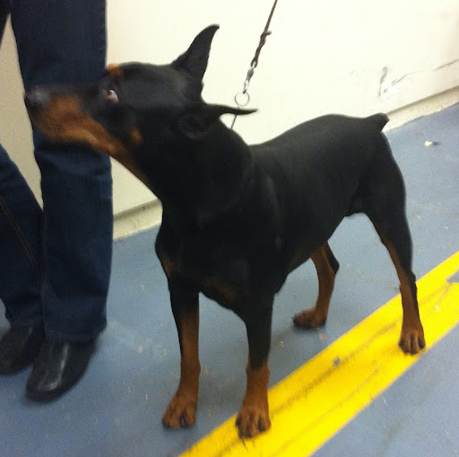 German Pinscher