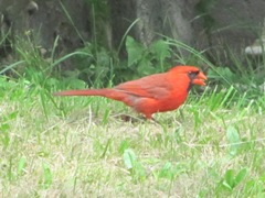 Cardinal on the ground eating 6.12.12