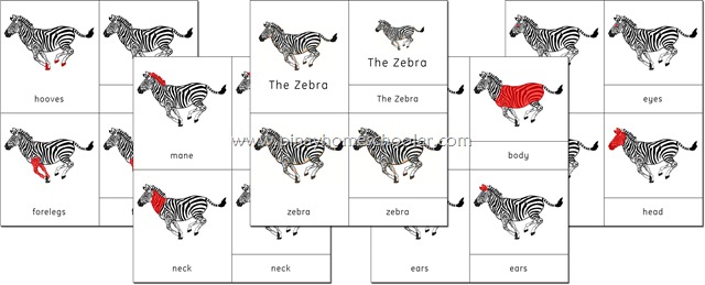 [Zebra6.jpg]