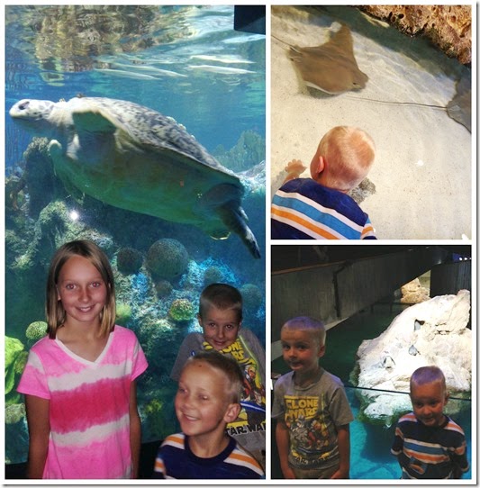 new england aquarium