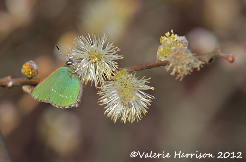 [11-green-hairstreak%255B2%255D.jpg]