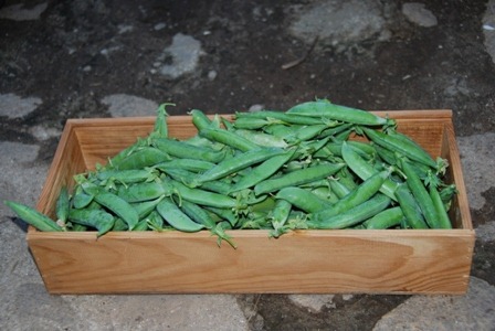 [ervilhas%2520DSC_0127DSC_042548%255B6%255D.jpg]