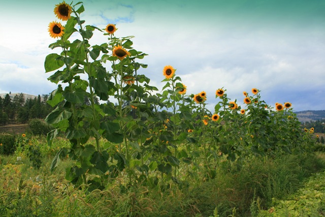 Sunflowers on a cloudy day!