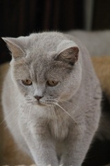 loetje (mama joep) (2) loetje (mama joep) (2)