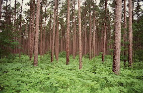 Forest Stewardship - This red pine forest is in the 