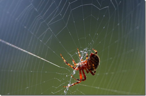 telaraña telaraña
