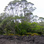 Hearty Plants And Trees Have Taken Hold On Rangitoto - Auckland, New Zealand