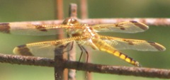 dragonfly barred wings3