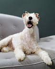 Lucie, a wire fox terrier, has the wacky glamour of Lucille Ball. Lucie, a wire fox terrier, has the wacky glamour of Lucille Ball.