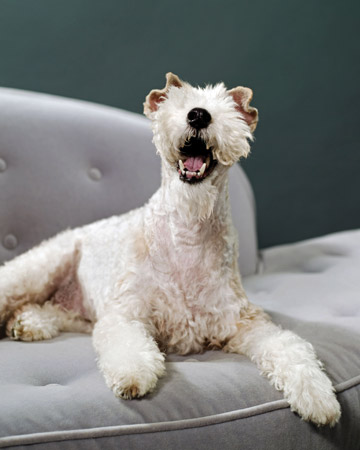Lucie, a wire fox terrier, has the wacky glamour of Lucille Ball. Lucie, a wire fox terrier, has the wacky glamour of Lucille Ball.