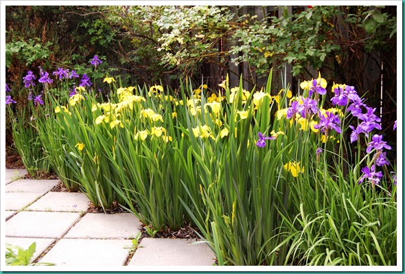 irises