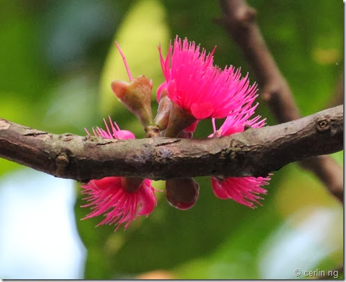 syzygium malaccense syzygium malaccense