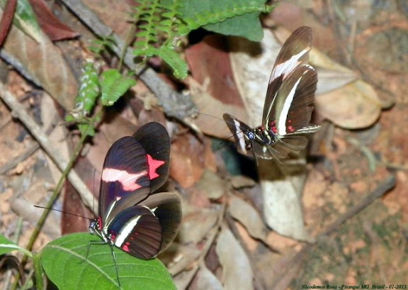 Heliconius erato phyllis (FABRICIUS, 1775). Pitangui (MG, Brésil), 6 janvier 2013. Photo : Nicodemos Rosa