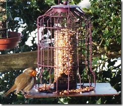 robin (2)