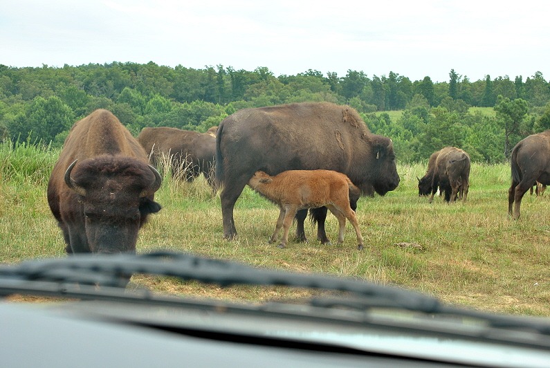 [06e4---Bison-Jam-at-the-top-of-the-h%255B2%255D.jpg]