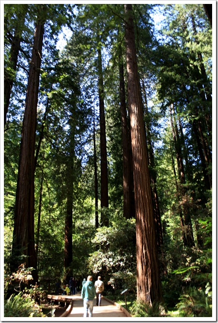 MuirWoods2012 copy