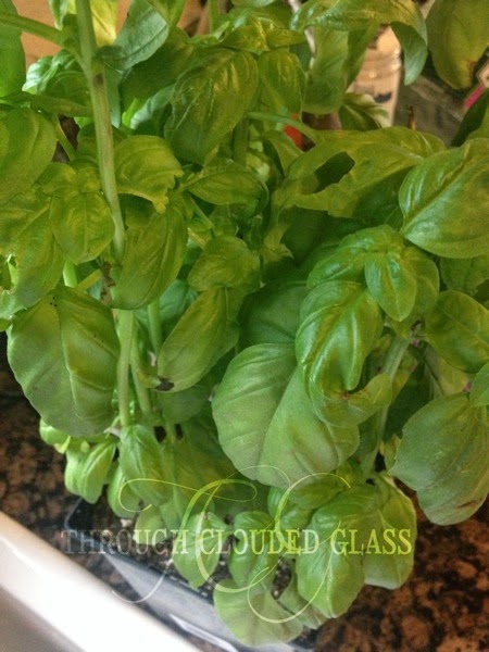 Chicken Spinach Lasagna | Through Clouded Glass Chicken Spinach Lasagna | Through Clouded Glass