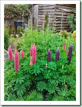 swavesey june lupins