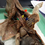 fetal_pig_trachea (3).JPG