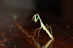 Denne knæler holdt øje med os, mens vi spillede dart.