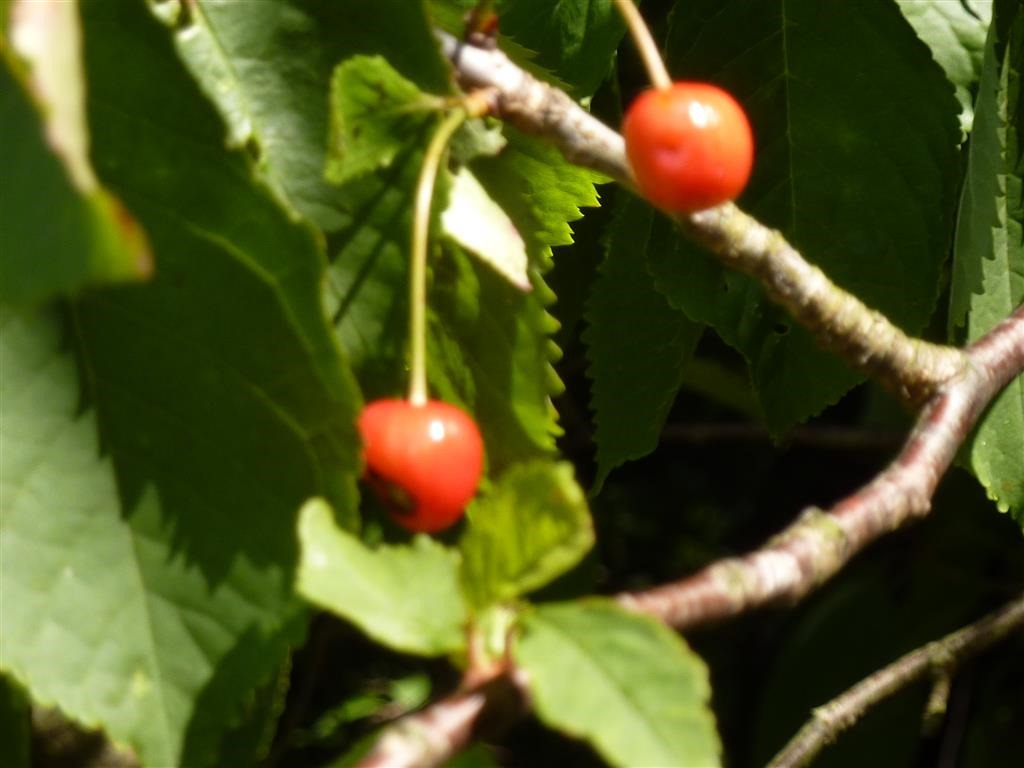 [P1030685-Medium3.jpg]