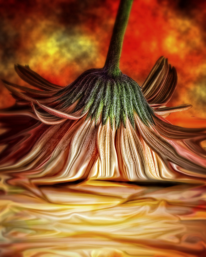 Orange Crush by Kelli Lauck - Digital Art Things