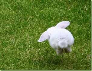 The-Bunny-Hop-Funny