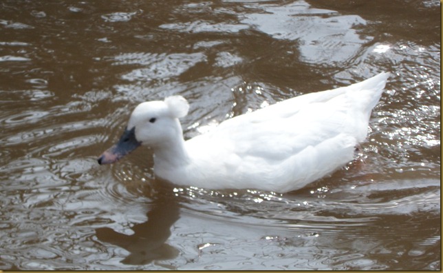 SAM_5061 Tufted Duck