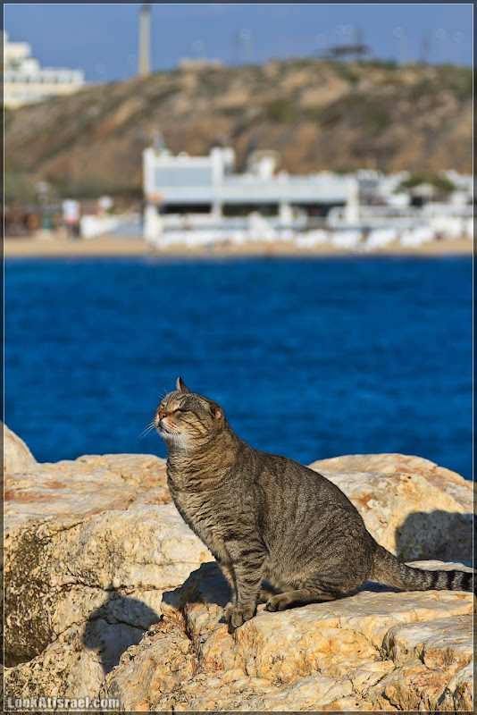 Тель Авивский морской кот (foto il  фото тель авив моря и океаны братья наши  20111216 ta sea cat 003 3198)