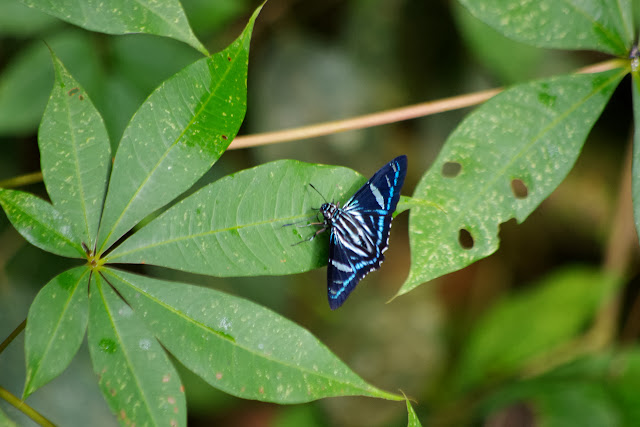 Phocides metrodorus nigrescens E. BELL, 1938. Rio Los Cedros, 1280 m. Montagnes de Toisan, Cordillère de La Plata (Imbabura, Équateur), 19 novembre 2013. Photo : J.-M. Gayman