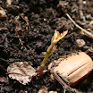 quercia7.jpg