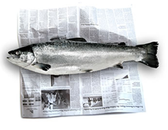 c0 a fish on newspaper